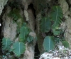 Monophyllae pendula am Eingang der Clearwater Cave (Foto: chari , Gunung Mulu National Park, Sarawak, Malaysia am 24.08.2014) [4287]