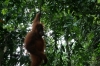 Orang-Utan (Foto: chari , Bukit Lawang, Sumatra, Indonesien am 19.04.2015) [4429]