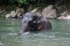 Sumatra Elefant (Foto: katarina , Tangkahan, Sumatra, Indonesien am 23.04.2015) [4443]