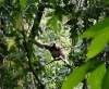 Whitehanded Gibbon (Foto: chari , Bukit Lawang, Sumatra, Indonesien am 22.04.2015) [4447]