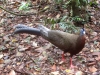 Plötzlich war er da: ein Argusfasan (Foto: katarina , Bukit Lawang, Sumatra, Indonesien am 22.04.2015) [4466]