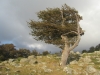Windschiefer Baum in der Nähe des des Castellu di Verghiu (Foto: chari , Col de Vergio, Korsika, Frankreich am 16.08.2013) [4469]