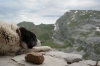 Der Wächter der Astraka Hütte (Foto: chari , Astraka Hütte, Epirus, Griechenland am 18.06.2015) [4479]