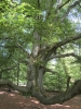 Urwald Sababurg (Foto: katarina , Sababurg, Weser-Leinebergland 37, Deutschland am 02.05.2011) [2241]