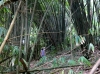 im Bambuswald beim Gunung Sibayak (Foto: chari , Berastagi, Sumatra, Indonesien am 25.04.2015) [4610]