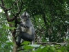 Thomas-Langur (Foto: chari , Bukit Lawang, Sumatra, Indonesien am 22.04.2015) [4613]