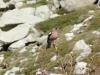 Noch nicht bestimmter Vogel am Lac de Melo (Foto: katarina , Corte, Korsika, Frankreich am 25.05.2016) [4663]