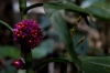 Blüte (Foto: chari , Poring Hot Springs, Sabah, Malaysia am 10.01.2017) [4787]