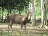 Sambar (Foto: chari , Sukau, Sabah, Malaysia am 22.02.2011) [4871]