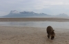 Bartschwein am Strand - Santubong im Hintergrund (Foto: katarina , Bako National Park, Sarawak, Malaysia am 02.01.2018) [4913]