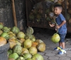 Junge hebt Kokosnuss (Foto: katarina , Batu Caves, Selangor, Malaysia am 21.01.2018) [4919]