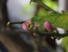 Zitronenblüte (Foto: chari , Parga, Epirus, Griechenland am 07.04.2018) [5026]