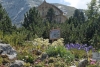 Botanischer Alpengarten Schachen (Foto: Bbb auf wikivoyage am 01.08.2007) [5109]