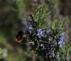 Biene im Anflug (Foto: chari , Capu d'Orto, Korsika, Frankreich am 03.06.2019) [5176]