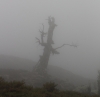 Baumgerippe beim Austieg über die GR20-Variante (Foto: chari , Monte Incudine, Korsika, Frankreich am 02.10.2019) [5279]