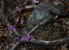 Alpenveilchen im Prunelli-Tal (Foto: chari , Bastelica, Korsika, Frankreich am 27.09.2019) [5296]