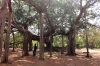 ein ganz besonderer Banjan-Tree - es ist wirklich nur einer (Foto: katarina , Auroville, Tamil Nadu, Indien am 10.03.2020) [5358]