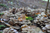 Pilze auf Baumstumpf im Herbst (Foto: chari , Lemgo, Oberes Weserbergland 36, Deutschland am 10.10.2020) [5378]