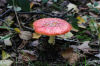 Fliegenpilz auf dem Hansaweg X9 (Foto: chari , Lemgo, Oberes Weserbergland 36, Deutschland am 10.10.2020) [5380]