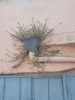 La nature est partout :-) (Foto: katarina , Corte, Korsika, Frankreich am 12.08.2021) [5445]