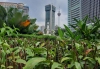 Grüne Stadt Kuala Lumpur (Foto: katarina , Kuala Lumpur, Kuala Lumpur, Malaysia am 12.12.2022) [5542]