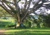 Vrikshasana am Banyan-Tree Temple (Foto: chari , Sidemen, Bali, Indonesien am 20.12.2022) [5566]