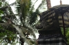 leerer Thron, Padmasana  mit Palmen im Hintergrund (Foto: chari , Sidemen, Bali, Indonesien am 21.12.2022) [5568]