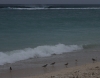 Strandläufer (Foto: chari , Gili Meno, Lombok, Indonesien am 24.12.2022) [5581]