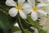 Frangipani im Regen (Foto: chari , Gili Meno, Lombok, Indonesien am 25.12.2022) [5583]