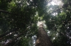 Agathis Tree zwischen Ginseng und Agathis Camp (Foto: chari , Maliau Basin, Sabah, Malaysia am 19.01.2023) [5633]