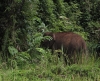 Elefant verschwindet im Dickicht (Foto: chari , Danum Valley, Sabah, Malaysia am 28.01.2023) [5651]