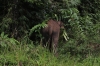 Elefant verschwindet im Dickicht (Foto: chari , Danum Valley, Sabah, Malaysia am 28.01.2023) [5652]