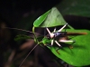 Grashüpfer (Foto: chari , Danum Valley, Sabah, Malaysia am 26.01.2023) [5657]