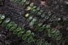 Blätter auf Rinde (Foto: chari , Danum Valley, Sabah, Malaysia am 27.01.2023) [5658]