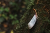 Laternenträger Spitzkopfzikade (Foto: chari , Danum Valley, Sabah, Malaysia am 27.01.2023) [5659]