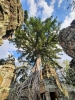Einer der besonderen Würgefeigen-Bäume von Ta Prohm (Foto: katarina , Angkor Wat, Alle Provinzen Kambodschas, Kambodscha am 30.12.2023) [5742]