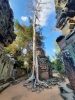 Die Tempelanlage Ta Prohm hieß früher Brahma (Foto: katarina , Angkor Wat, Alle Provinzen Kambodschas, Kambodscha am 30.12.2023) [5743]