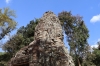 Gesichtersäule am Ta Prohm Temple (Foto: chari , Angkor Wat, Alle Provinzen Kambodschas, Kambodscha am 02.01.2024) [5786]
