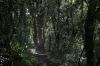Berg-Regenwald (Foto: chari , Doi Pha Hom Pok National Park, Chiang Mai, Thailand am 17.01.2024) [5791]