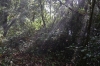 lichtdurchfluteter Wald (Foto: chari , Doi Pha Hom Pok National Park, Chiang Mai, Thailand am 17.01.2024) [5793]