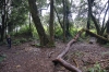 Wald über zweitausend Meter (Foto: chari , Doi Pha Hom Pok National Park, Chiang Mai, Thailand am 17.01.2024) [5794]