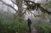 Nebelwald (Foto: chari , Doi Pha Hom Pok National Park, Chiang Mai, Thailand am 17.01.2024) [5803]