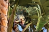 Palme der Reisenden in  Blüte (Foto: chari , Plage d'Arone, Korsika, Frankreich am 19.05.2024) [5937]