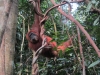 Mann des Waldes - Orang Utan (Foto: chari , Bukit Lawang, Sumatra, Indonesien am 02.02.2012) [2698]
