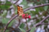 Schmetterling - Dryas iulia (Foto: chari , Kuala Lumpur, Kuala Lumpur, Malaysia am 29.03.2025) [6034]