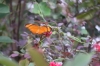Dryas iulia (Foto: chari , Kuala Lumpur, Kuala Lumpur, Malaysia am 29.03.2025) [6035]