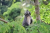 Thomas Langur an der Brücke (Foto: chari , Bukit Lawang, Sumatra, Indonesien am 06.04.2025) [6074]