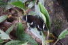 Falter (Foto: chari , Bukit Lawang, Sumatra, Indonesien am 06.04.2025) [6077]