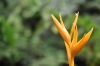 Strelizie (Foto: chari , Bukit Lawang, Sumatra, Indonesien am 06.04.2025) [6078]