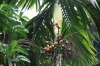 Palmenfrüchte (Foto: chari , Bukit Lawang, Sumatra, Indonesien am 06.04.2025) [6079]